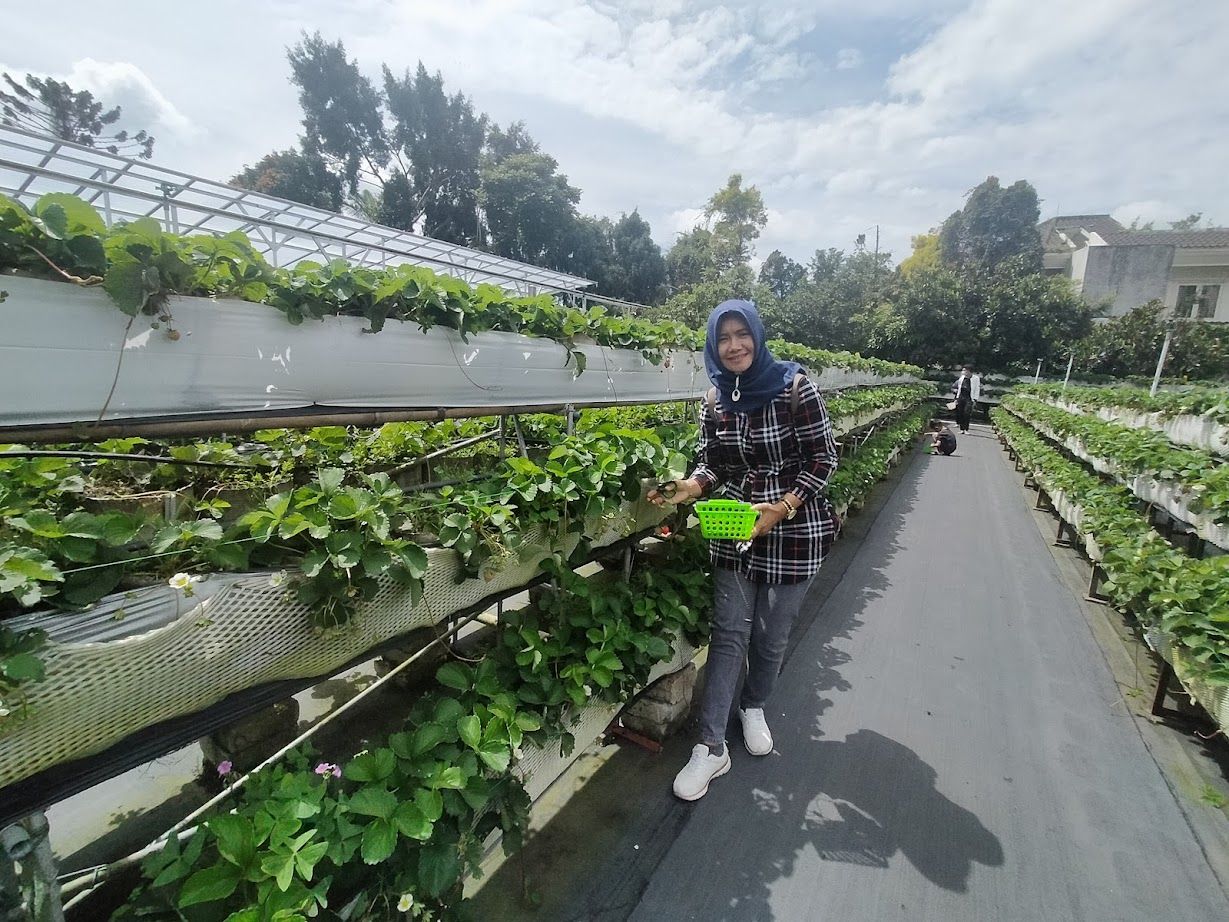 Wisata Panen Strawberry di Lembang Bandung Barat